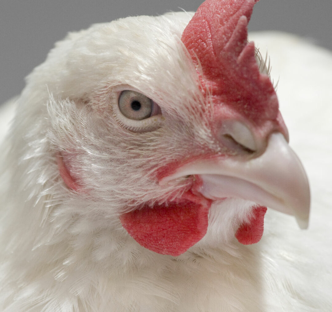 White Broiler